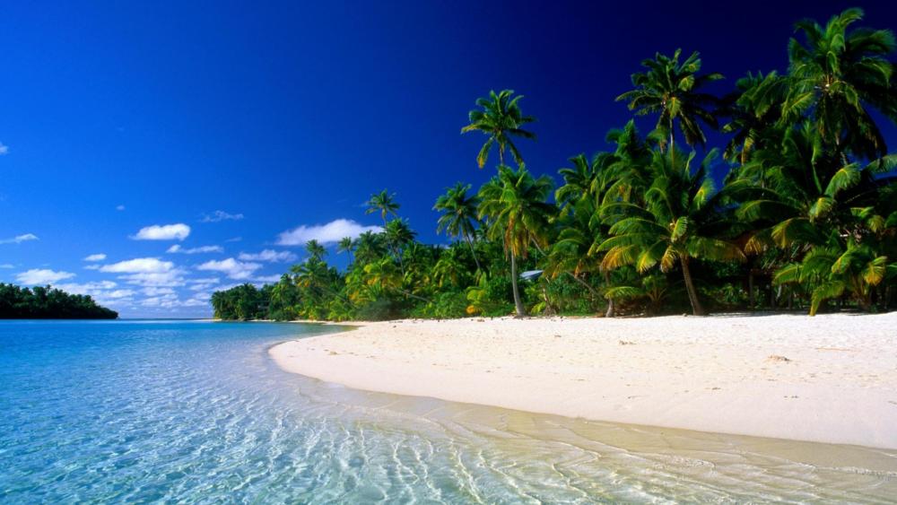 Tropical Paradise by the Shoreline wallpaper