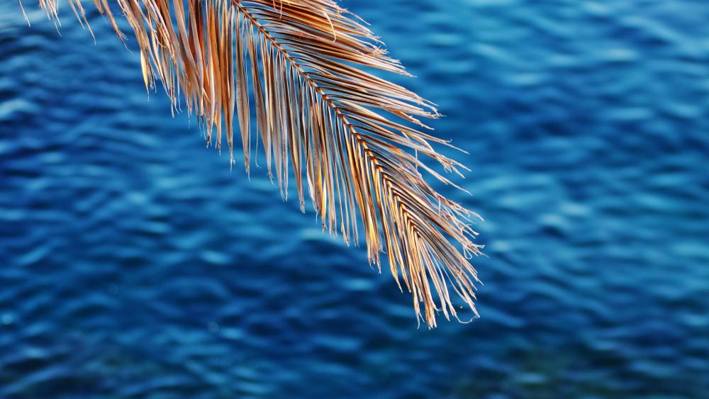 Palm leaf over the blue watar wallpaper