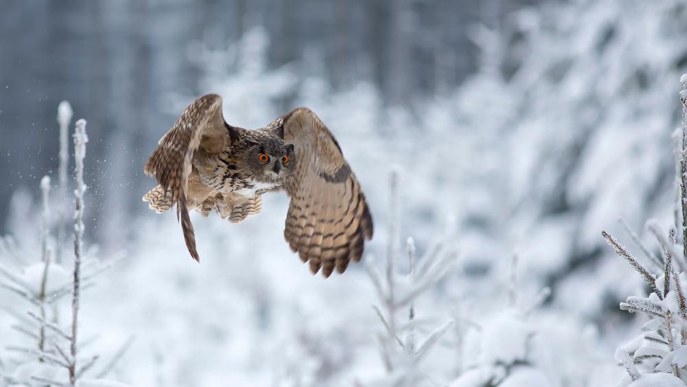 Owl flying in the winter wallpaper