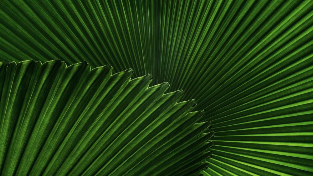 Saw palmetto leaf wallpaper