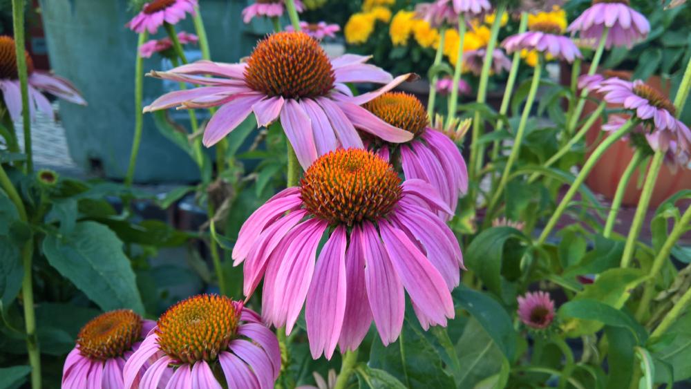 Pink Cone flowers wallpaper