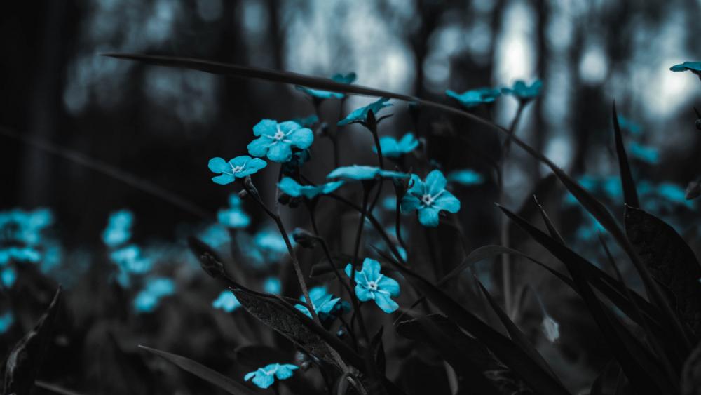 Mystical Blue Blossoms in the Dark Forest wallpaper