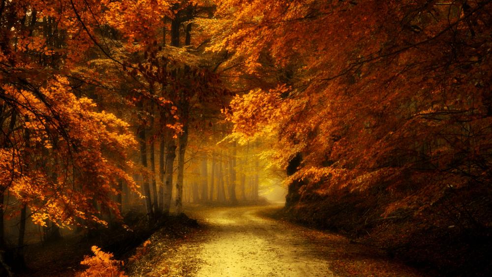 Autumn forest road wallpaper