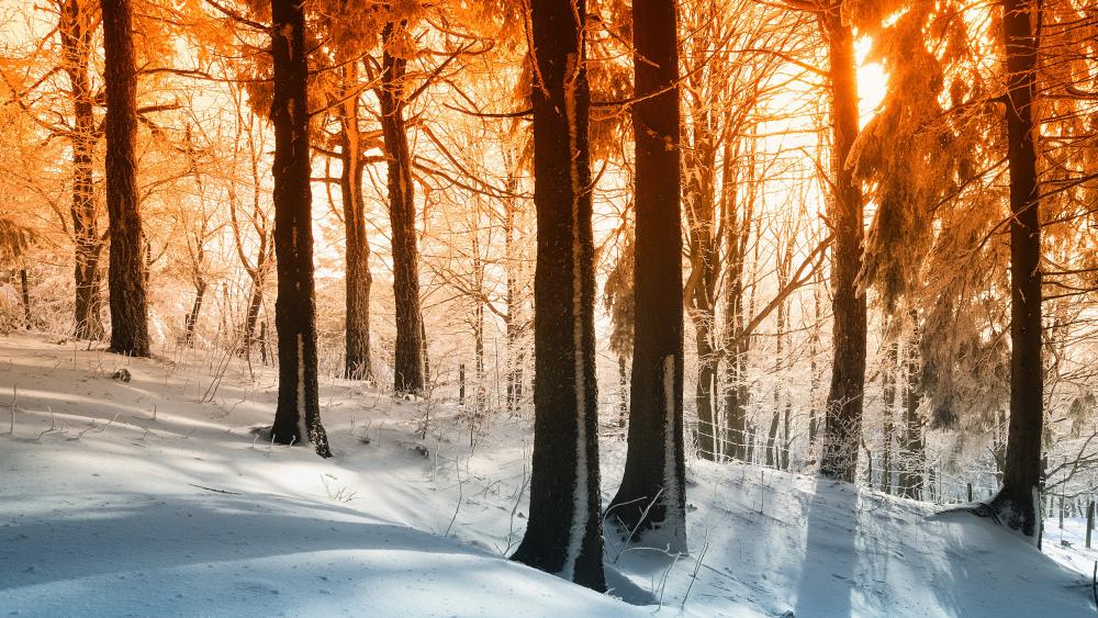 Sunlight in the snowy forest wallpaper