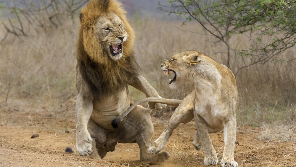 Lion fight wallpaper