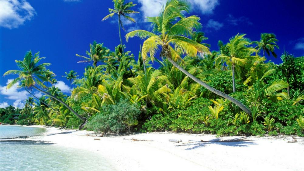 White sandy beach with palms wallpaper