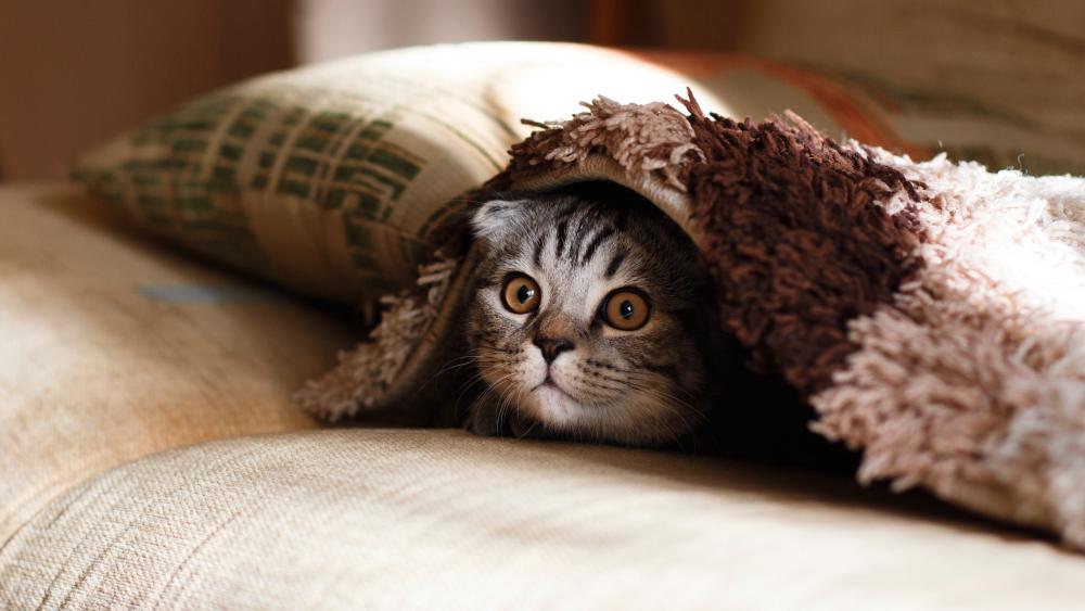 Cat under the blanket wallpaper