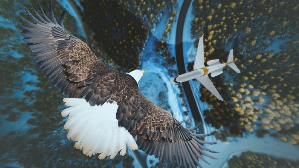 Bald eagle and an airplane wallpaper