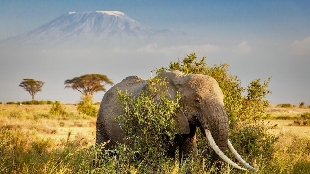 African elephant (Amboseli National Park) wallpaper