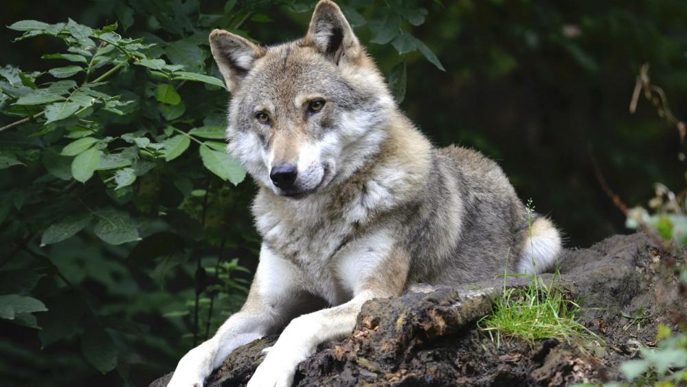 Majestic Wolf in Natural Habitat wallpaper