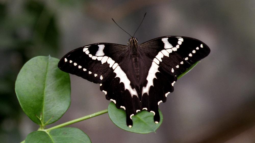 Black and white butterfly wallpaper