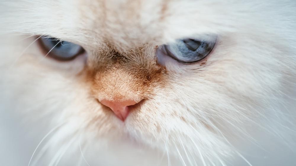 Angry cat close-up wallpaper