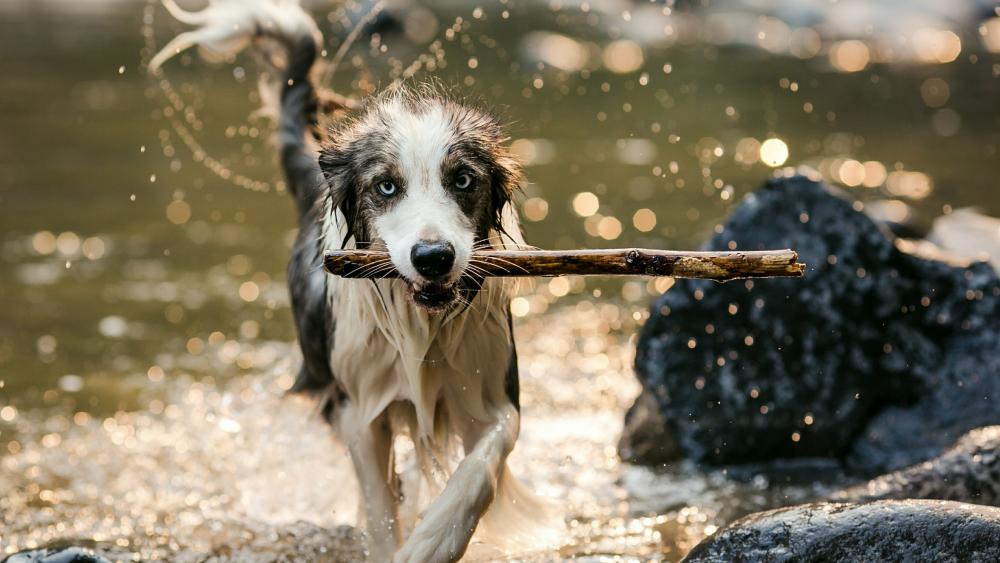 Wet dog running with a cane wallpaper