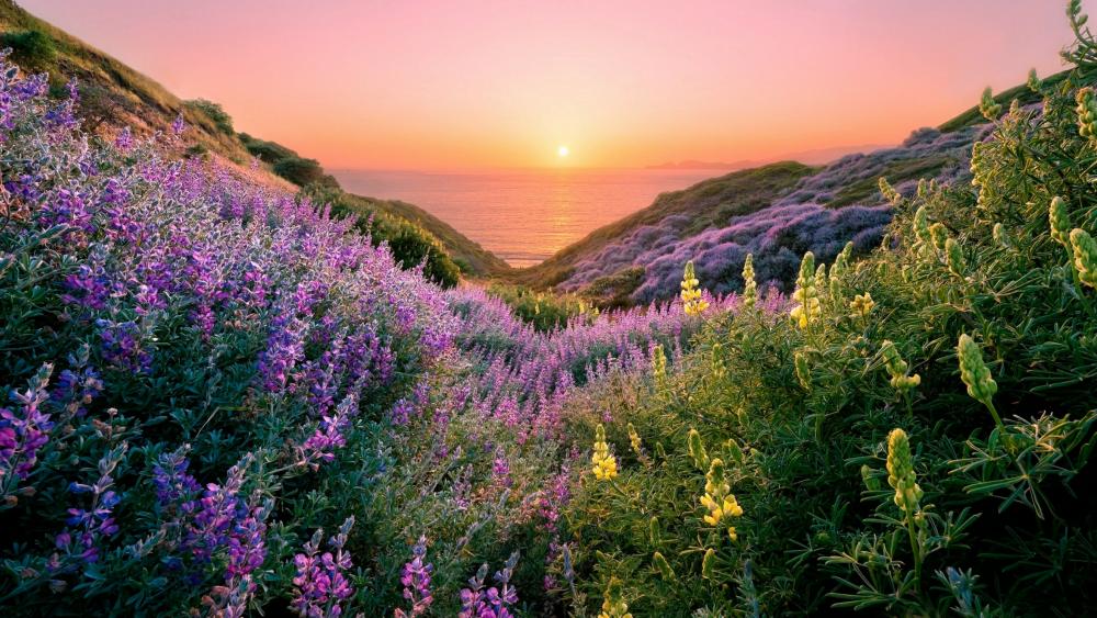 Spring flower carpet in the valley at sunset wallpaper