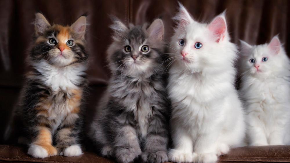 Adorable Quartet of Fluffy Kittens wallpaper