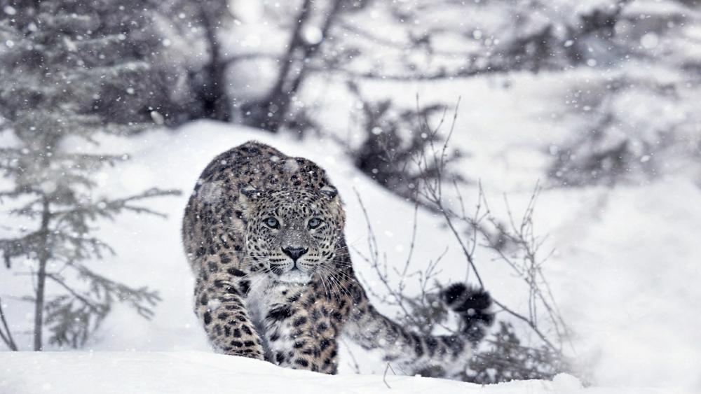 Hunting snow leopard wallpaper
