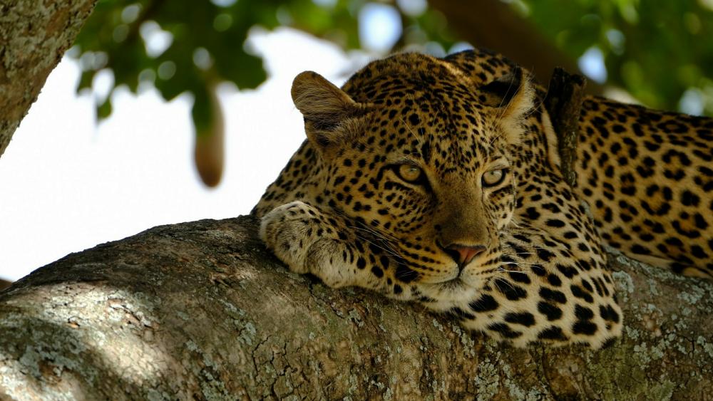 Leopard on a branch wallpaper