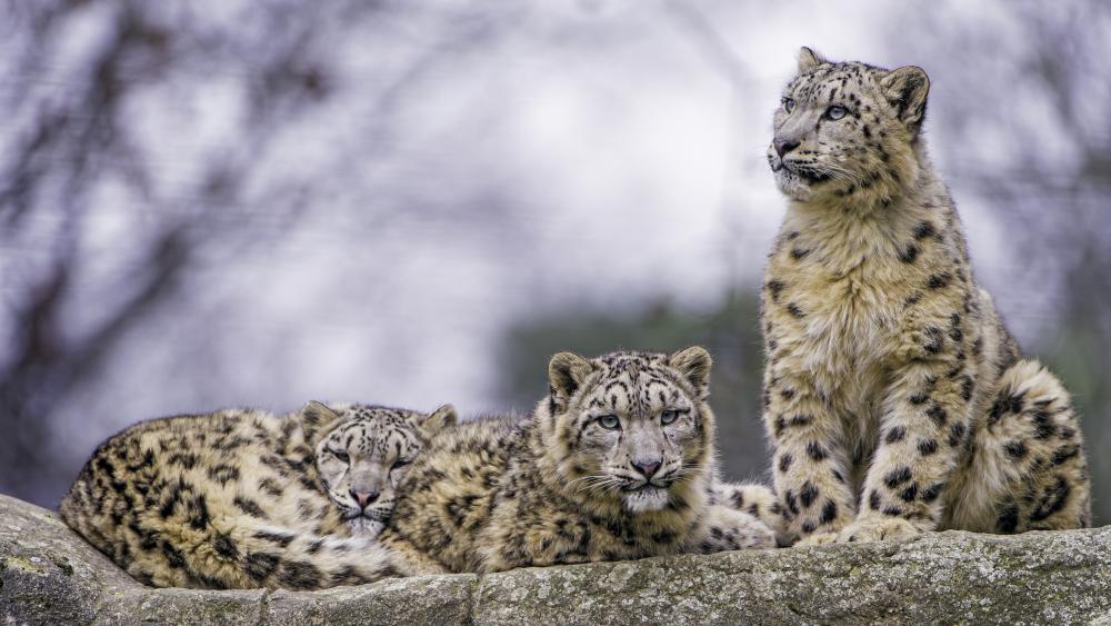 Resting snow leopard family wallpaper