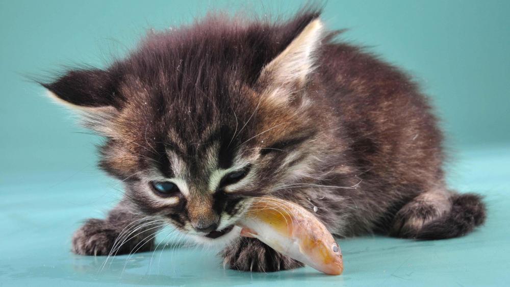 Kitten eating a fish wallpaper