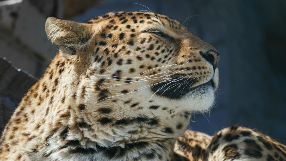 Leopard head wallpaper