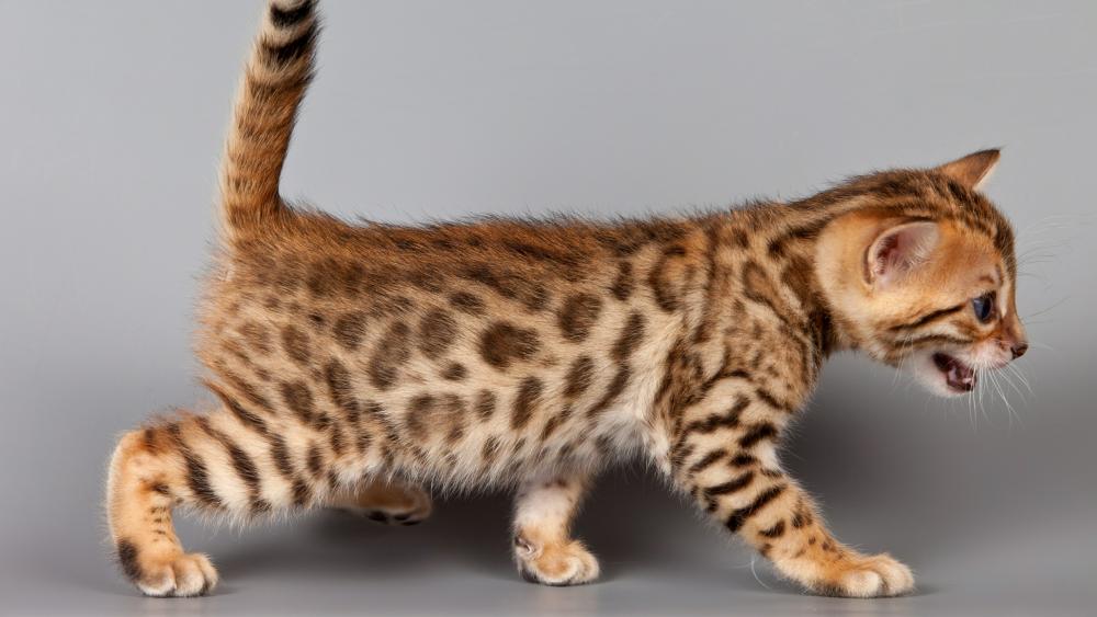 Bengal kitten wallpaper