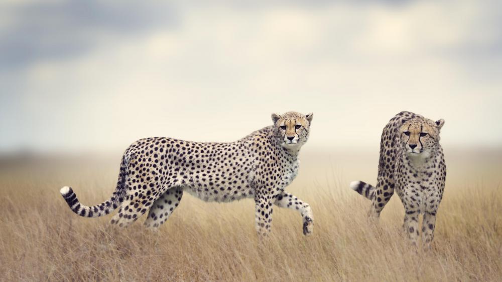 Cheetah couple in the grass wallpaper