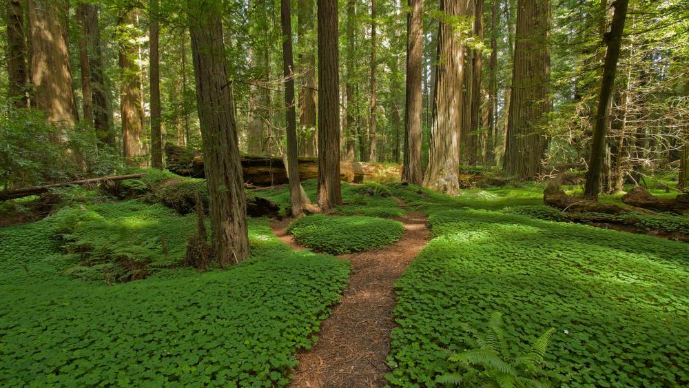 Clover carpet in the forest wallpaper