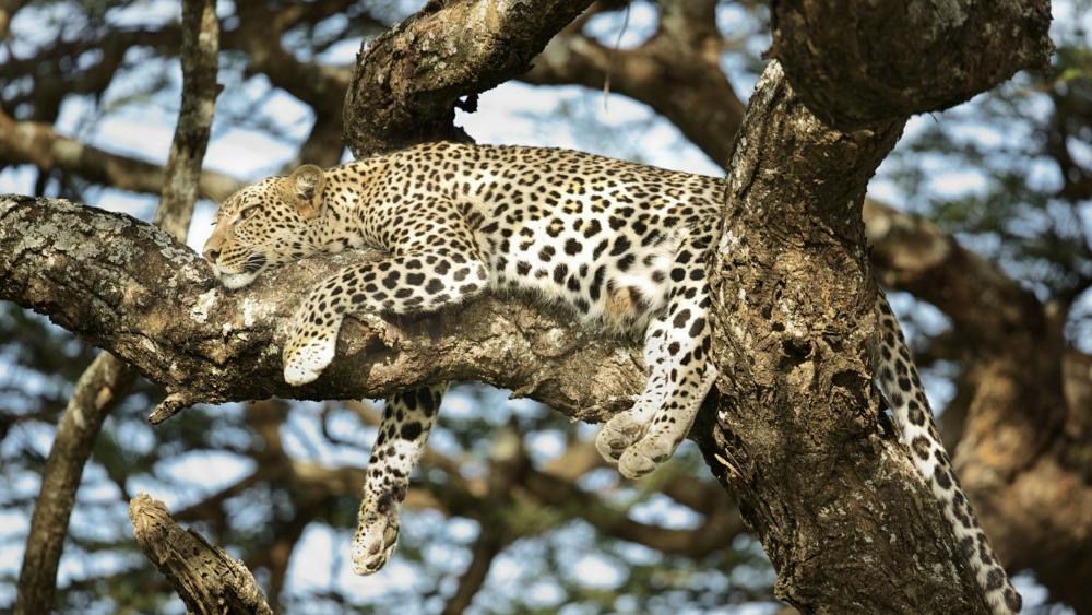 Leopard lying on a branch wallpaper