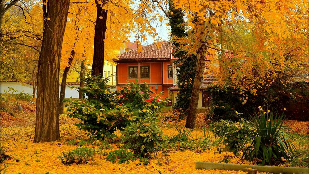 Yellow ginkgo foliage wallpaper