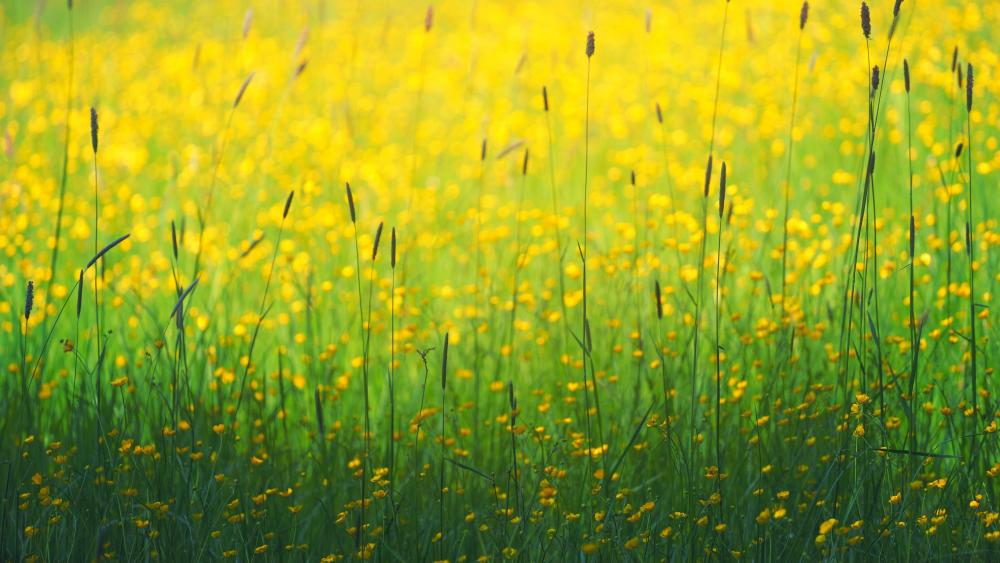 Yellow flower field wallpaper