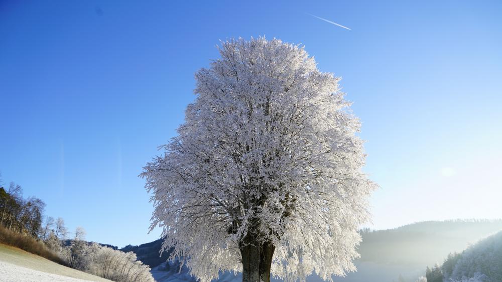 Frozen lonely tree wallpaper