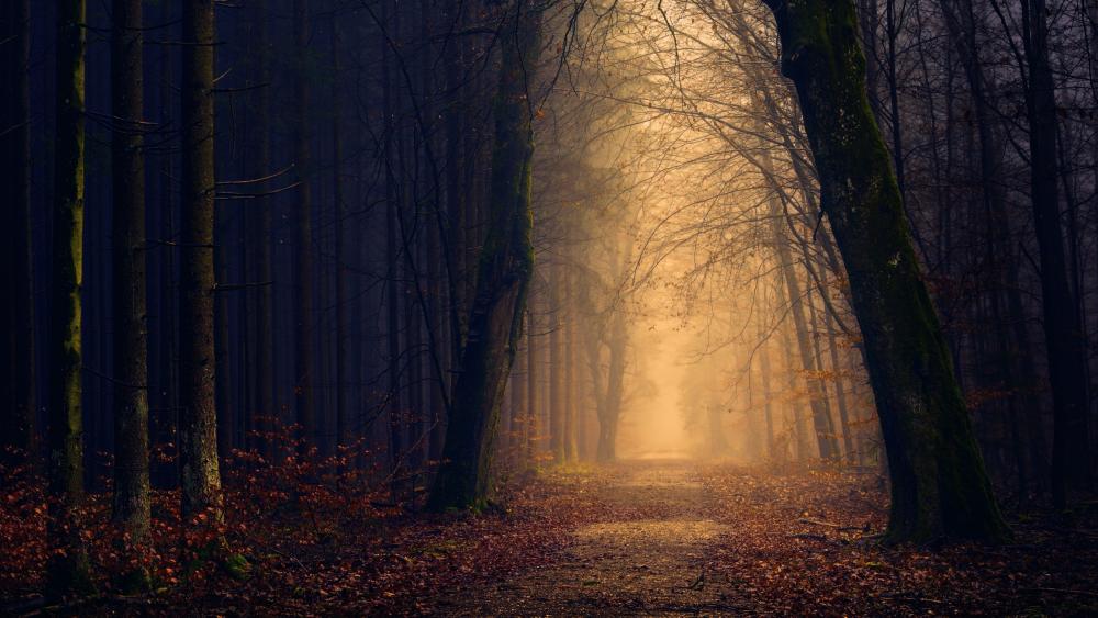 Long path in the dark forest with light at the end wallpaper