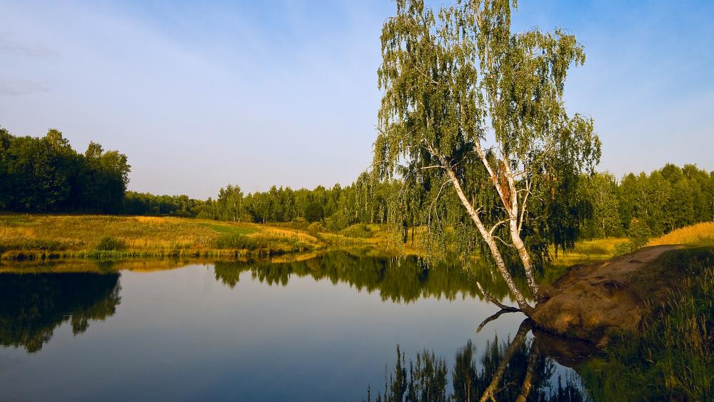 Birch near the pond in Skopin, Russia wallpaper