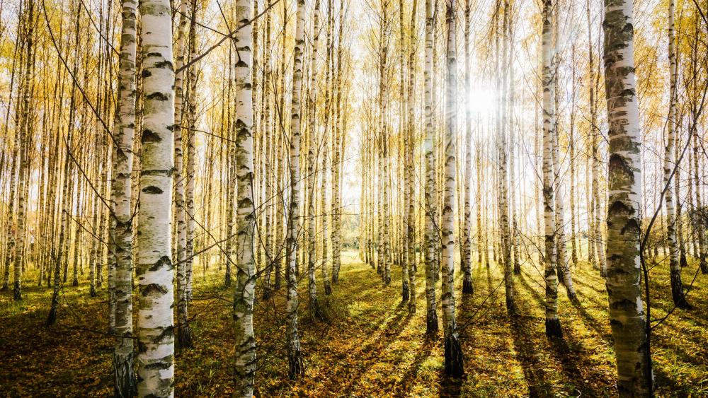 Birch forest sunlight wallpaper