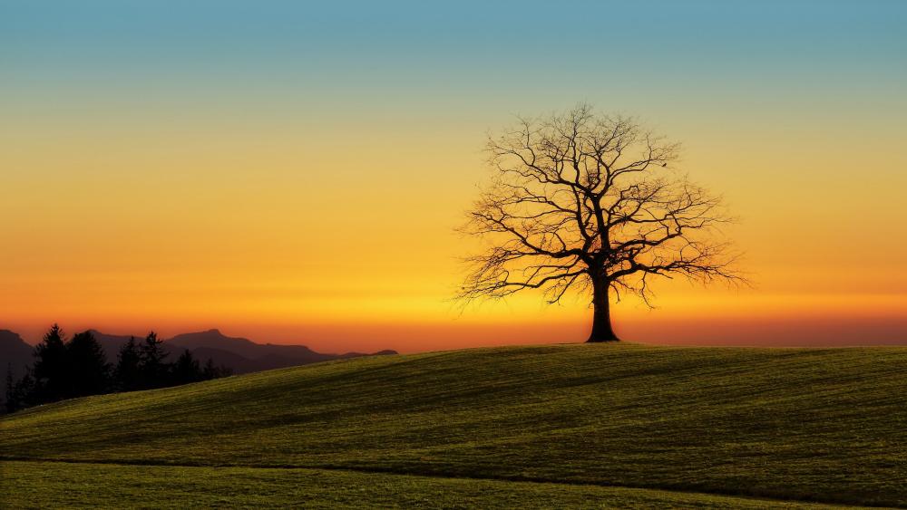 Lone tree in the hill wallpaper