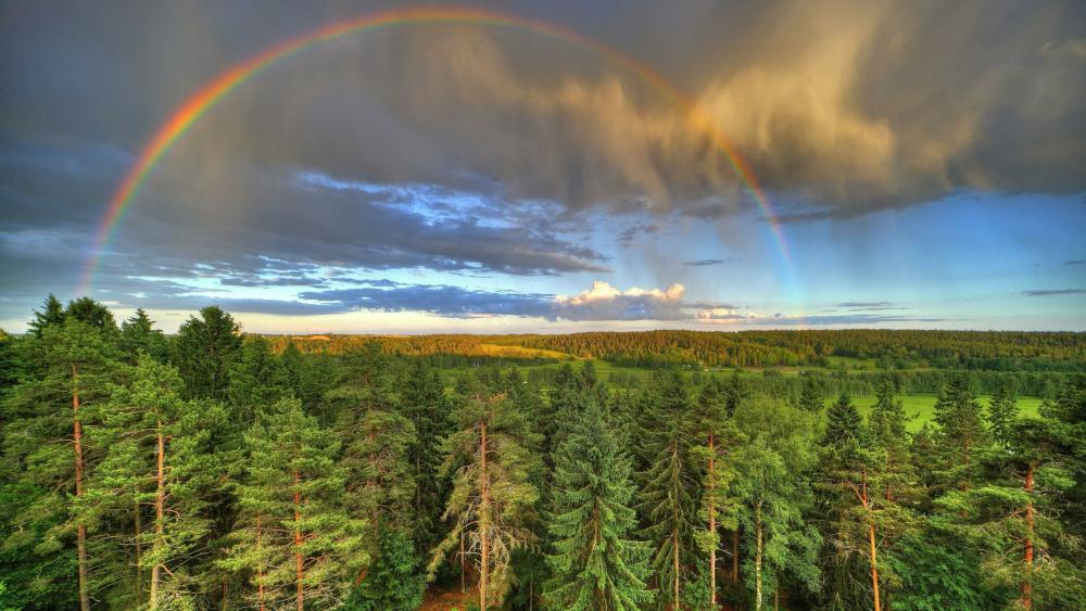 Rainbow over the forest wallpaper