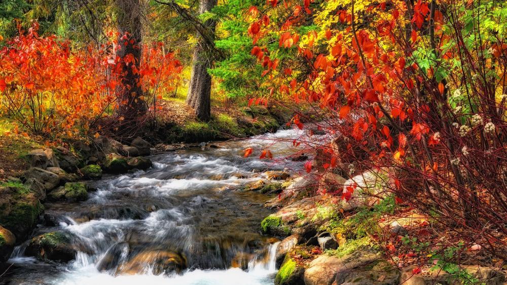 Creek in the colorful fall nature wallpaper