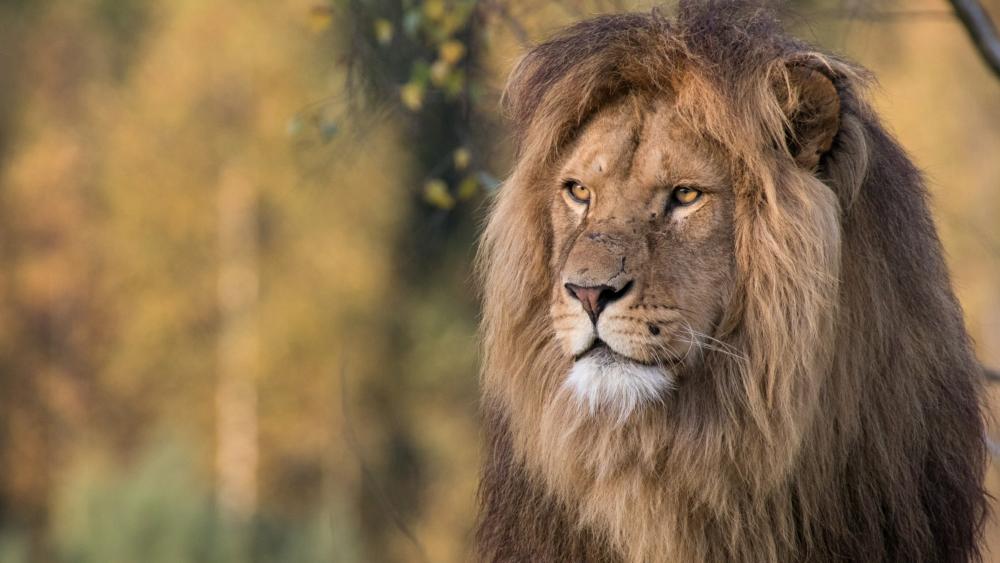 Male lion wallpaper