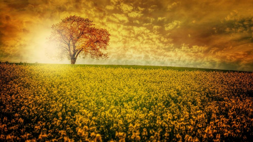 Lonely tree in the middle of a yellow rape field wallpaper