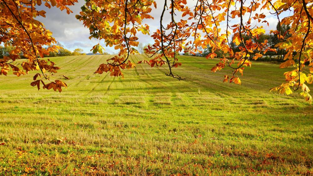 Grassland at fall wallpaper