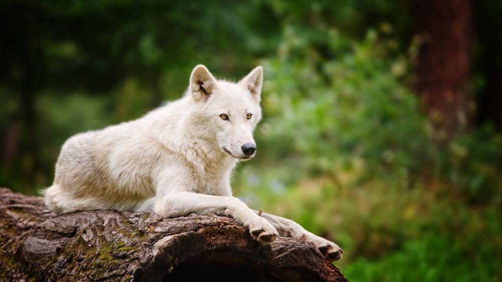 Arctic wolf on a trunk wallpaper