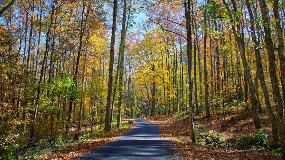 Road in the fall forest wallpaper