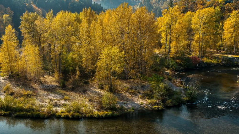 Yellow fall trees along the river wallpaper
