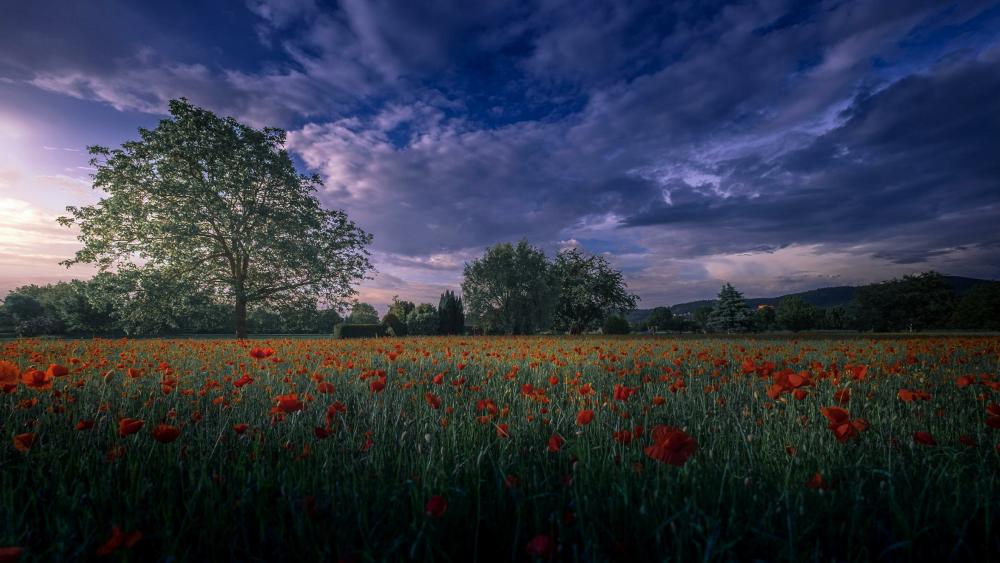 Poppy field at dusk wallpaper