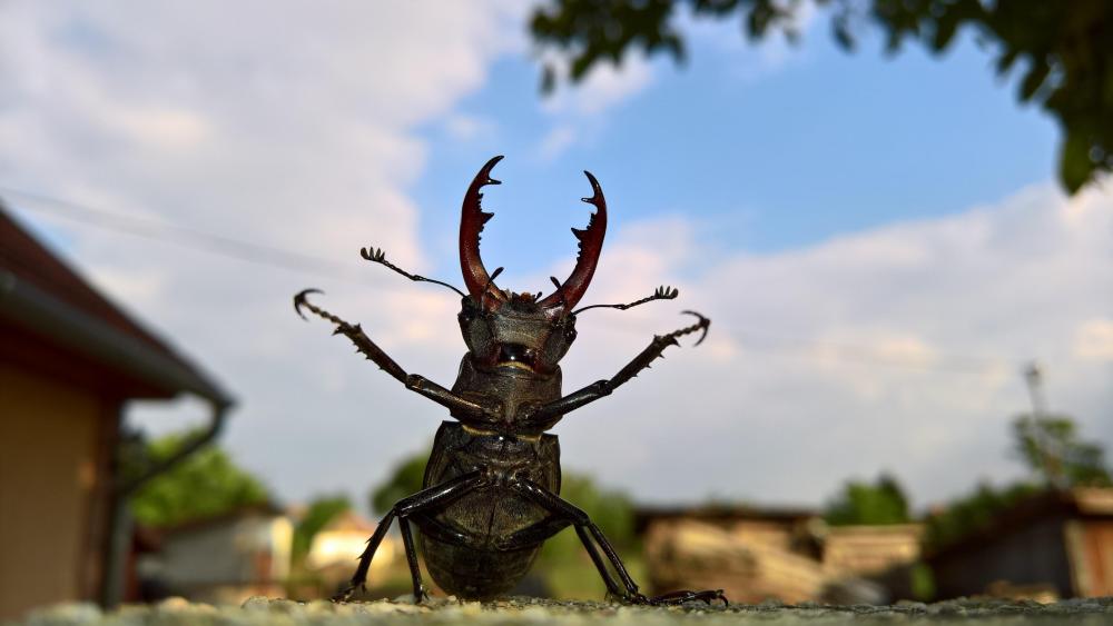 Stag beetle wallpaper