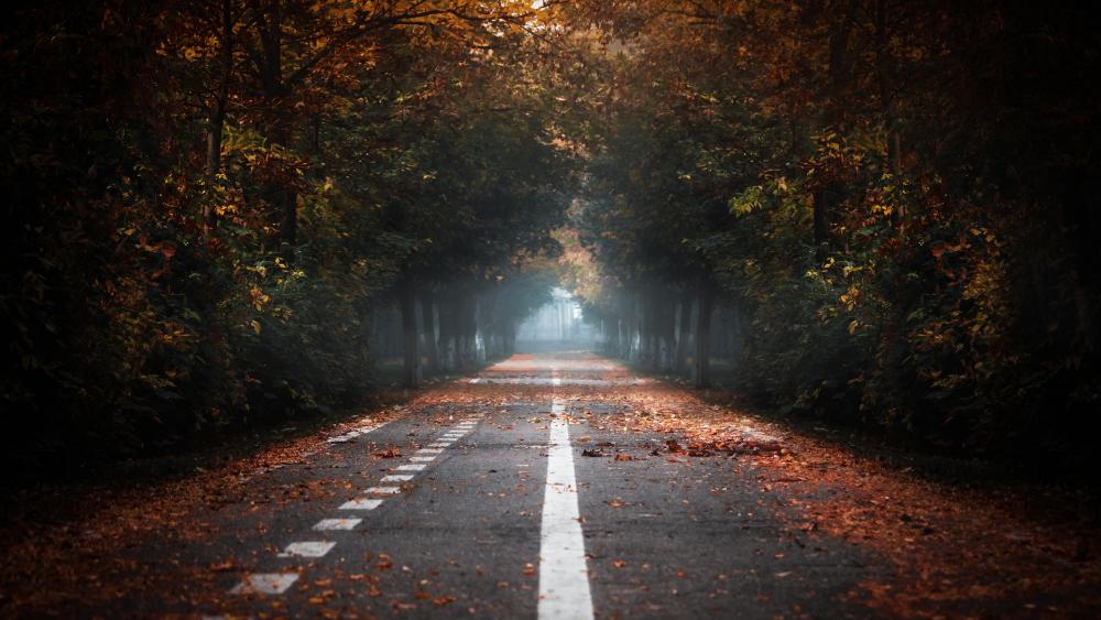 Autumn road in the forest wallpaper