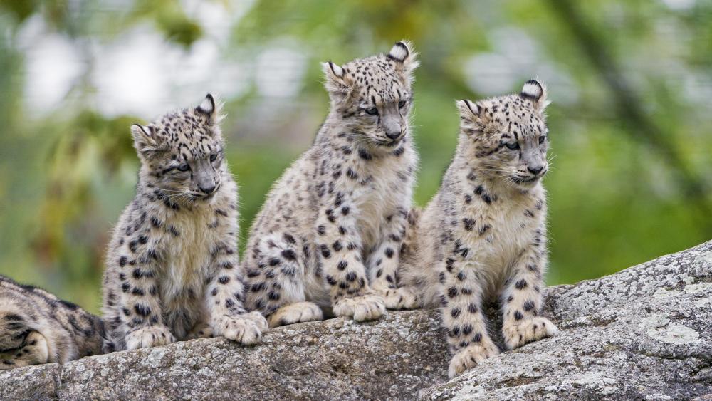 Cute leopards wallpaper