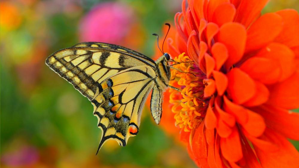 Butterfly gathering nectar wallpaper