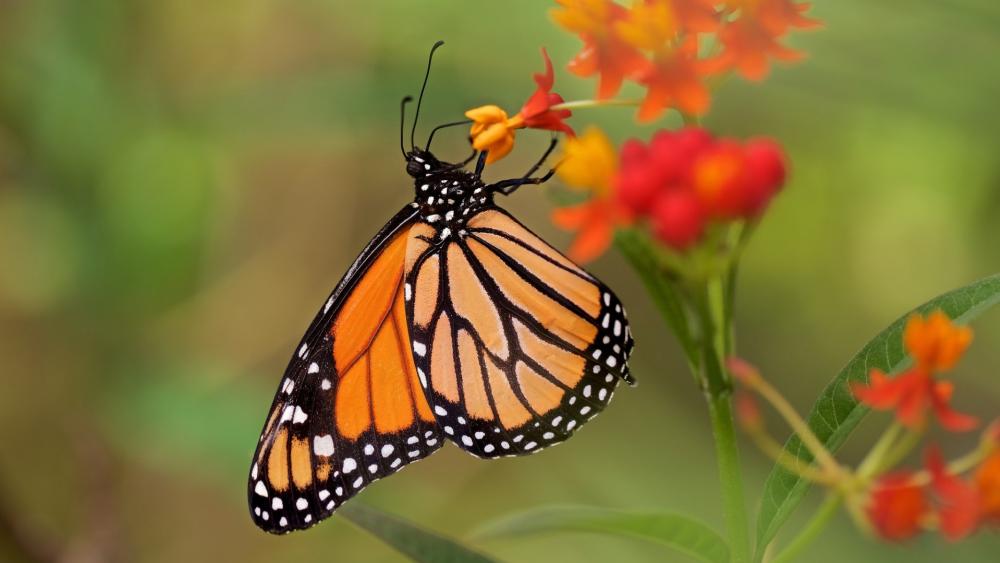 Butterfly macro photography wallpaper