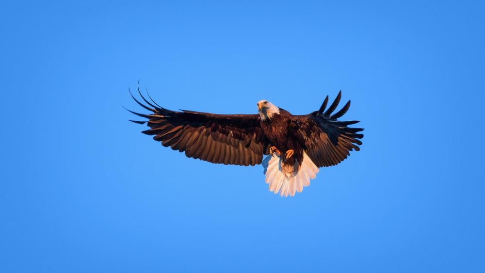 Bald Eagle on the blue sky wallpaper